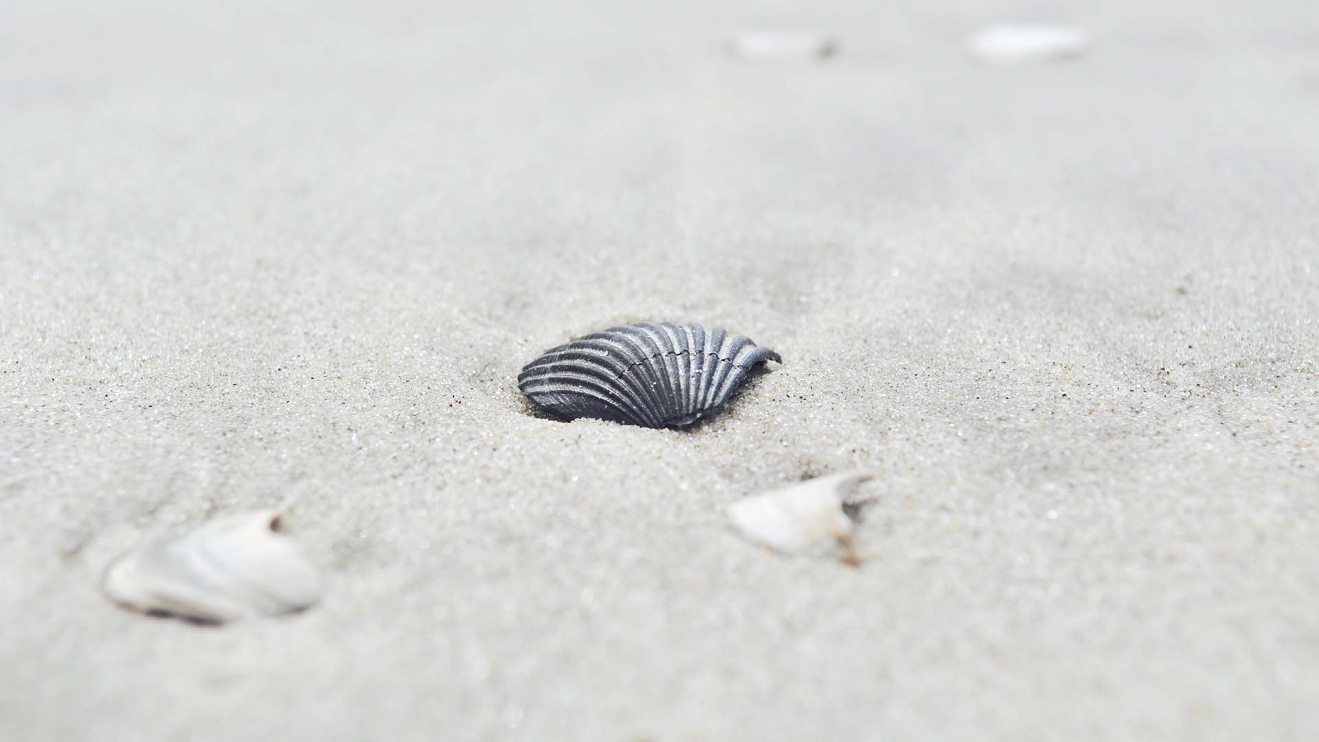 Muschel im Sand Muschel im Sand